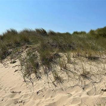 Dünenbestattung – Ascheverstreuung in Holland